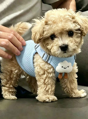超小体茶杯犬牵引绳1斤2斤背心式小型泰迪比熊奶猫奶狗幼犬胸背带