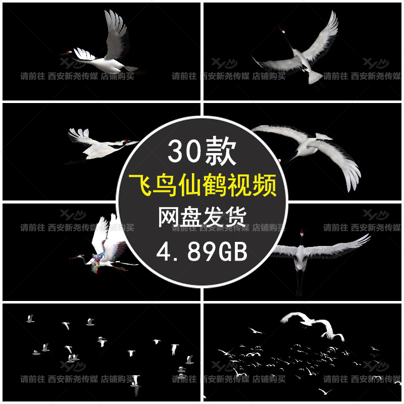 仙鹤飞鹤飞鸟群AE/PR后期特效合成带alpha通道透明背景视频素材