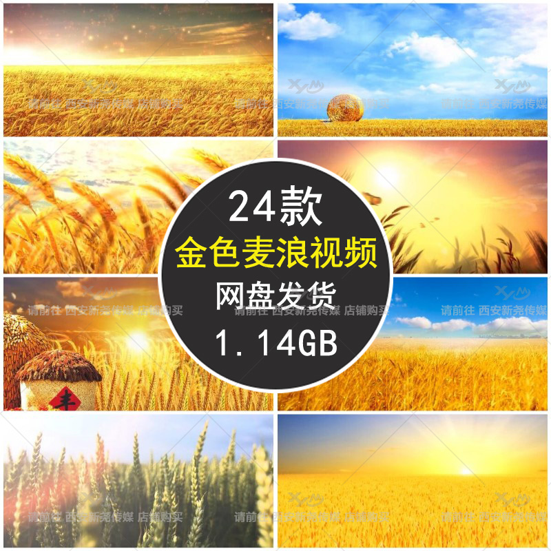 金色麦田麦浪麦子唯美谷仓天空舞台晚会节目led动态视频素材背景