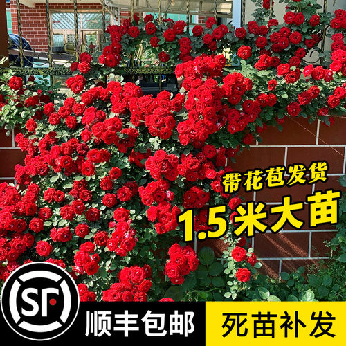 1.5米买三送一顺丰直达死苗补发