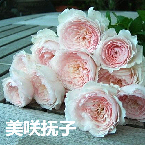 美咲抚子 多季开粉红重瓣盆栽绿植玫瑰阳台庭院浓香藤本月季花苗