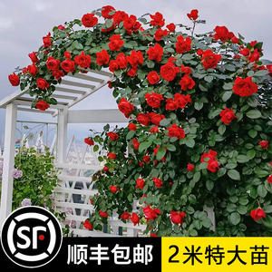 【2米大苗】蔷薇花苗藤本月季大花苗浓香爬藤植物庭院盆栽玫瑰花