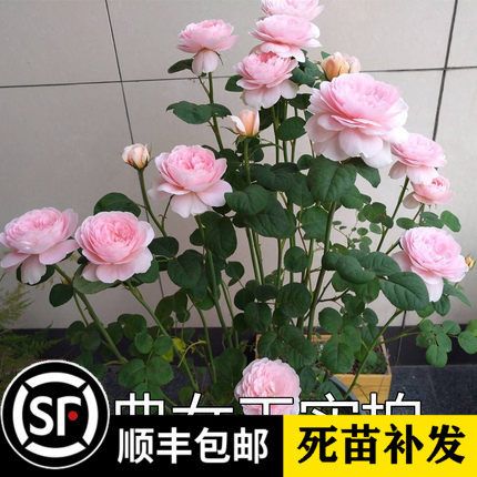 欧月 瑞典女王 奥斯汀经典品种粉红色直立 多头多季开花勤花 盆栽