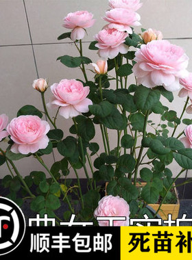 欧月 瑞典女王 奥斯汀经典品种粉红色直立 多头多季开花勤花 盆栽