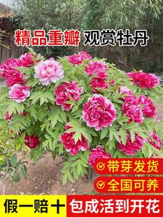 牡丹花苗正宗山东菏泽洛阳芍药鲜花大苗室外盆栽重瓣观赏树