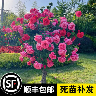 玫瑰花树苗盆栽棒棒糖