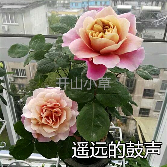 遥远的鼓声灌木月季花苗图片
