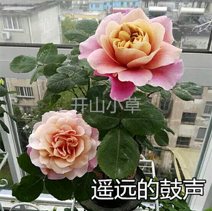 遥远的鼓声 灌木月季花苗欧月季多花勤花丰花藤本蔷薇花多季开花