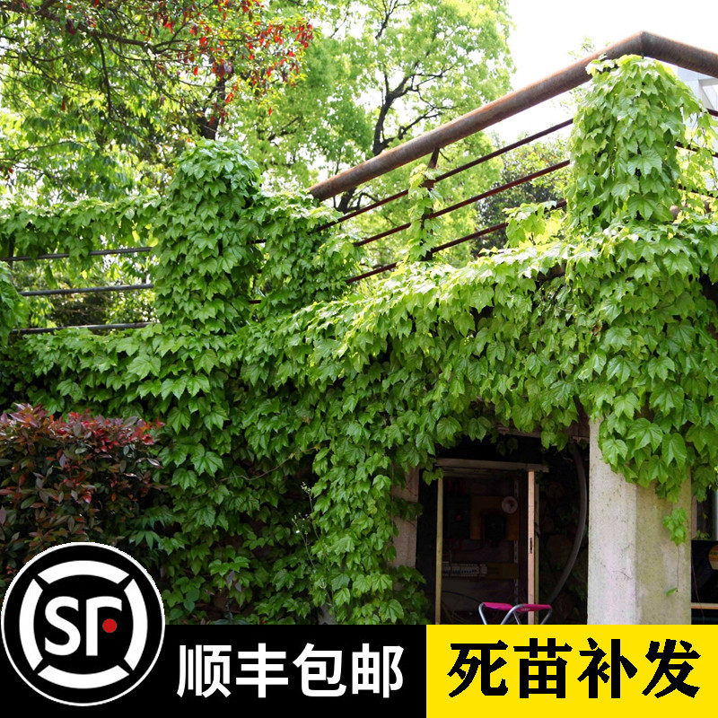 爬山虎苗爬藤植物攀爬花卉多季常青庭院室内三叶爬墙虎苗阳台美化