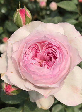 露台庭院观花植物玫瑰藤本月季