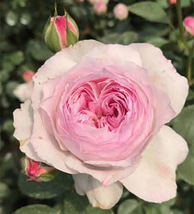 欧月 维萨里 浓香多季开花露台盆栽庭院观花植物藤本月季花苗玫瑰