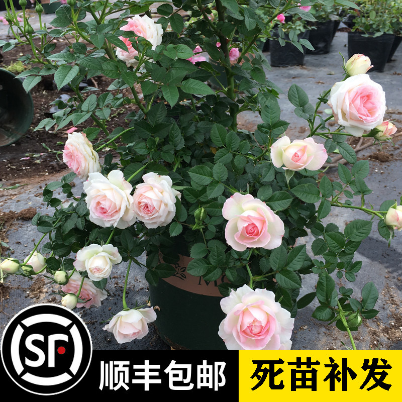 阳台植物阳台玫瑰盆栽月季花苗