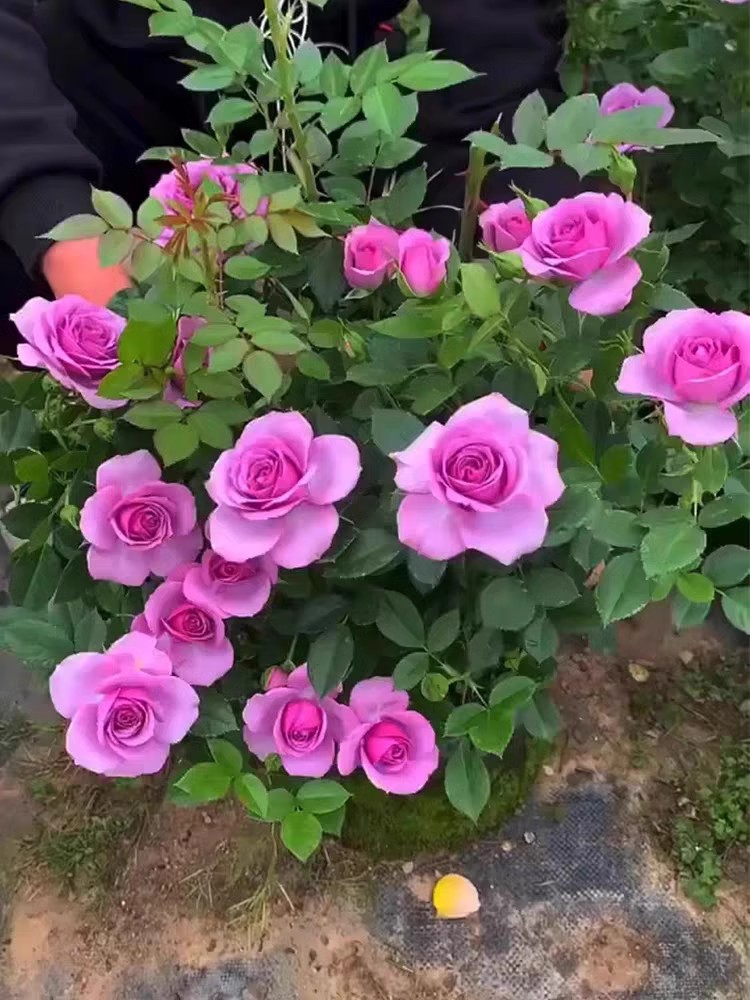 薰衣草门廊/紫色花环 欧洲微月月季花苗阳台窗台盆栽 抗病