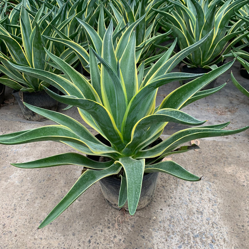 室内龙舌兰植物多肉绿植观叶兰金边花卉盆景盆栽虎皮花卉四季常青