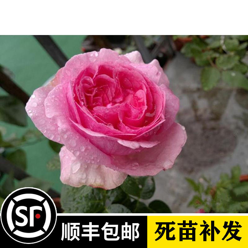 阳台盆栽浓香花卉 伊芙米欧拉 大花月季花 灌木切花月季