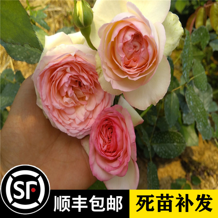 藤本月季粉色红龙沙宝石欧月爬藤植物盆栽庭院盆景树桩月季花苗
