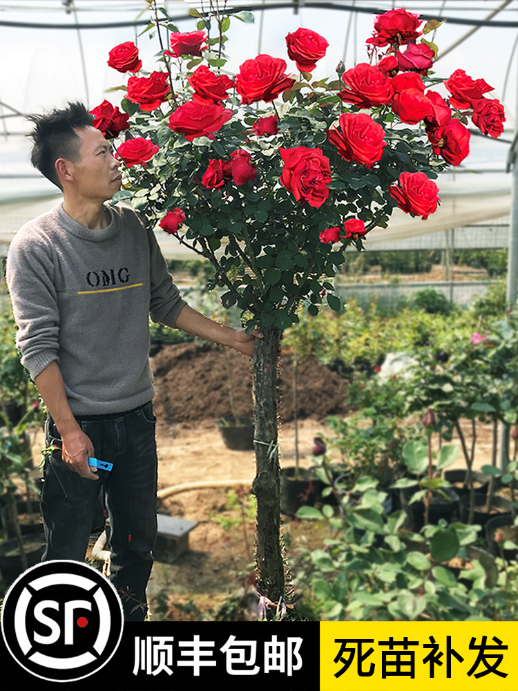 树桩月季棒棒糖特大花庭院阳台盆栽嫁接玫瑰花苗大花浓香树状月季
