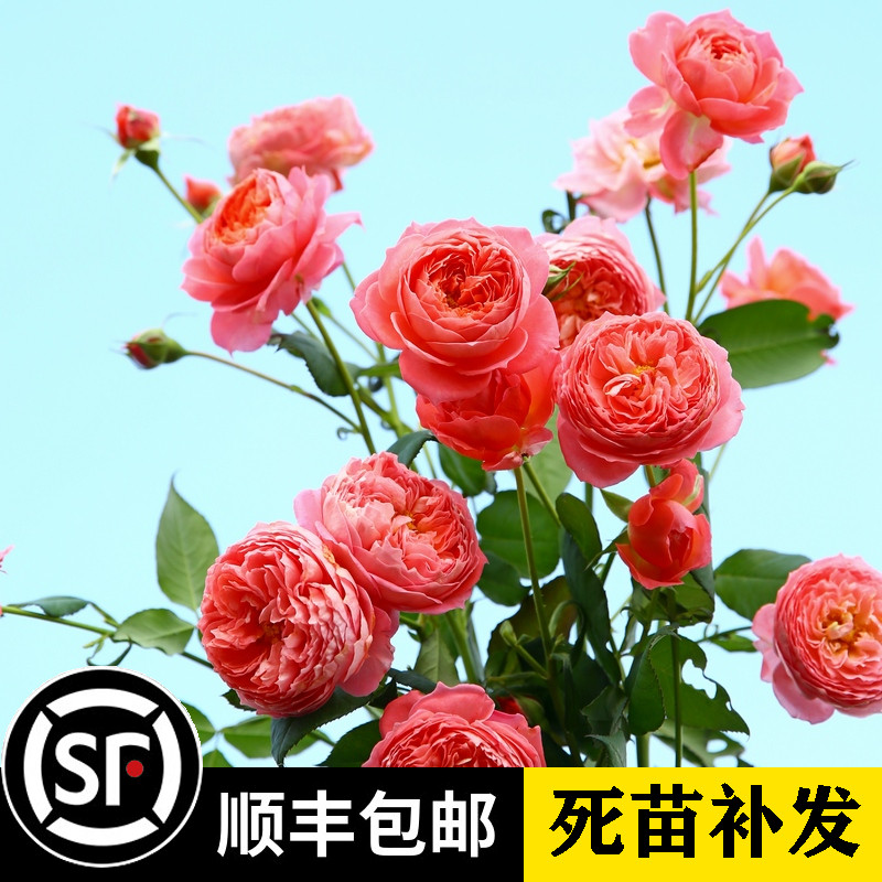 阳台盆栽夏日花火月季花浓香花卉丰花多头月季玫瑰四季开花-封面