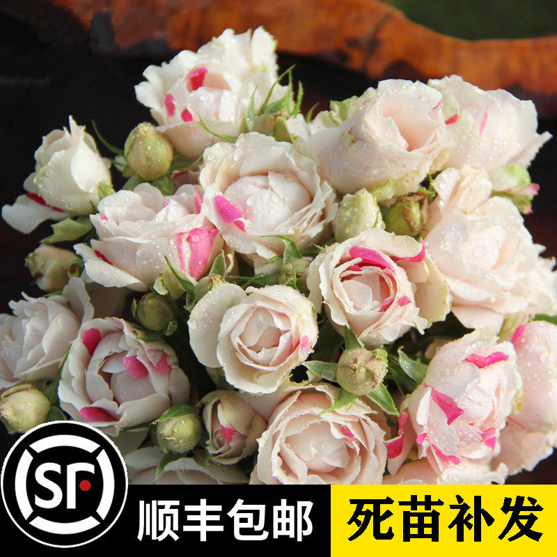 日月 白桃草莓冻糕 微型 丰花月季花苗 阳台盆栽花卉奥斯汀月季