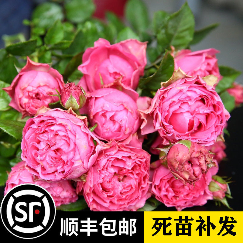 日月新品 涟漪 细波月季花 多头玫瑰 切花