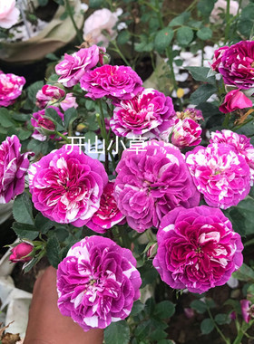 日月芬芳宝石紫色条纹强香月季花苗藤本微月开花机器庭院地栽阳台