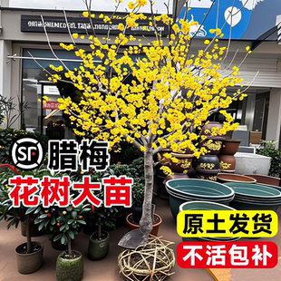 腊梅花树苗高杆素心蜡梅浓香型红梅阳台庭院地栽耐寒冬季花卉植物