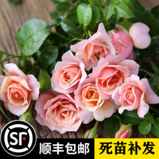 欧美月季 世霸 圣思法贝尔 杯状 多头 花量大 丰花