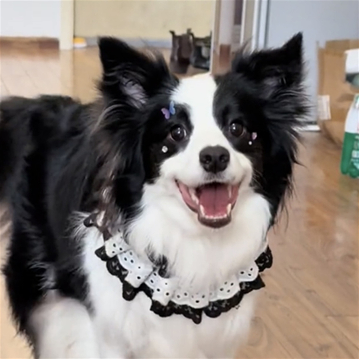 狗狗可爱围巾黑白蕾丝中大型犬边牧女仆口水巾猫围脖围嘴宠物配饰