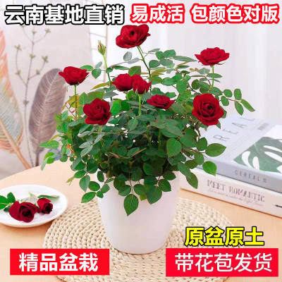 盆栽好养月季花苗四季开花