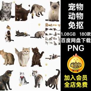 180款小猫透明图片猫宠PNG素材抠宠物猫背景小奶免爱猫咪动