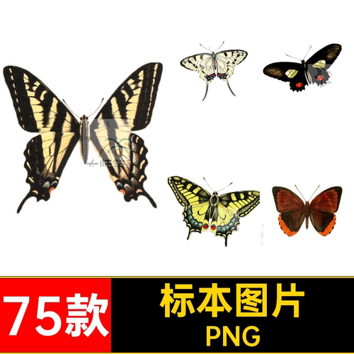 蝴蝶素材免抠PNG75款飞蛾彩蝶图片合成昆虫后期标本蛾子抠图