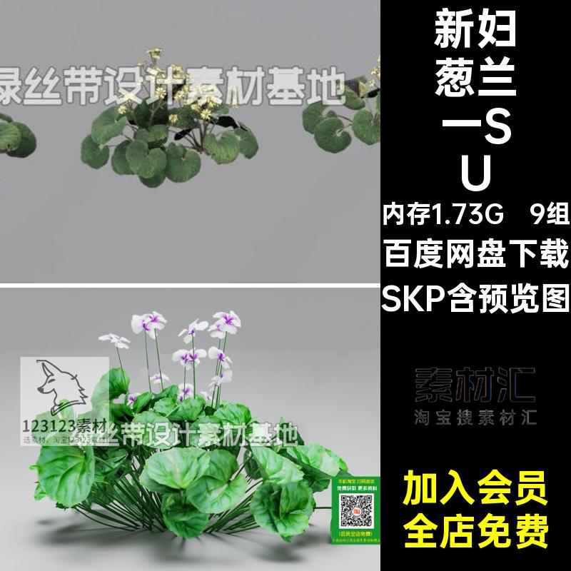 石菖蒲络一SUSKP堇风车新妇模型美女樱金叶熊猫9组苔草蜜糖葱兰
