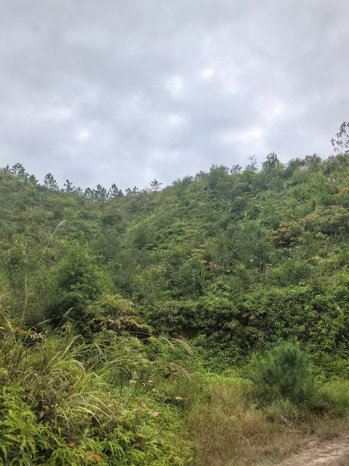 瑞金市黄柏乡向阳村流坑小组林地（3）