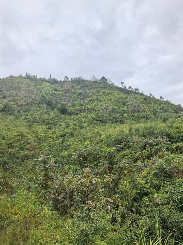 瑞金市黄柏乡向阳村流坑小组林地（1）