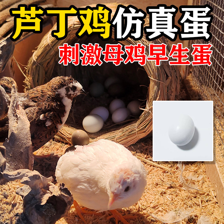 芦丁鸡蛋仿真孵化蛋专用育雏假蛋鹦鹉鸟类仿抱蛋心玩具蛋塑料引蛋