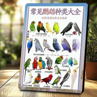 常见鹦鹉种类大全相框养宠参考宠物知识摆台鹦鹉科普花鸟市场装饰