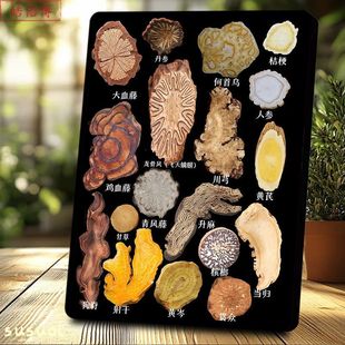 中药材切片图解相框中医文化养生科普摆台养生馆中医馆书房装饰