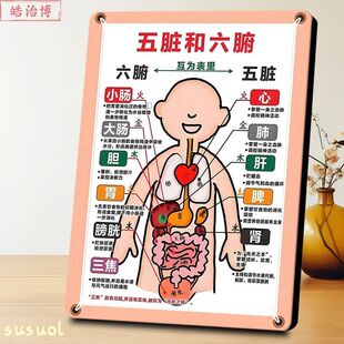 五脏和六腑互为表里画框摆件身体器官参考图医馆药铺展示相框摆台