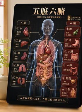 五脏六腑中医图解科普相框摆件人体脏腑养生理疗馆书房装饰摆件