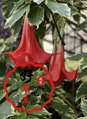 木本曼陀罗斑叶残雪盆栽花卉曼陀罗树苗木本花卉小苗中苗