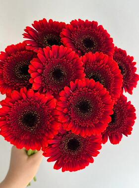 红色非洲菊鲜切花 扶郎花 水养家用插花 开业婚庆用花 基地直供