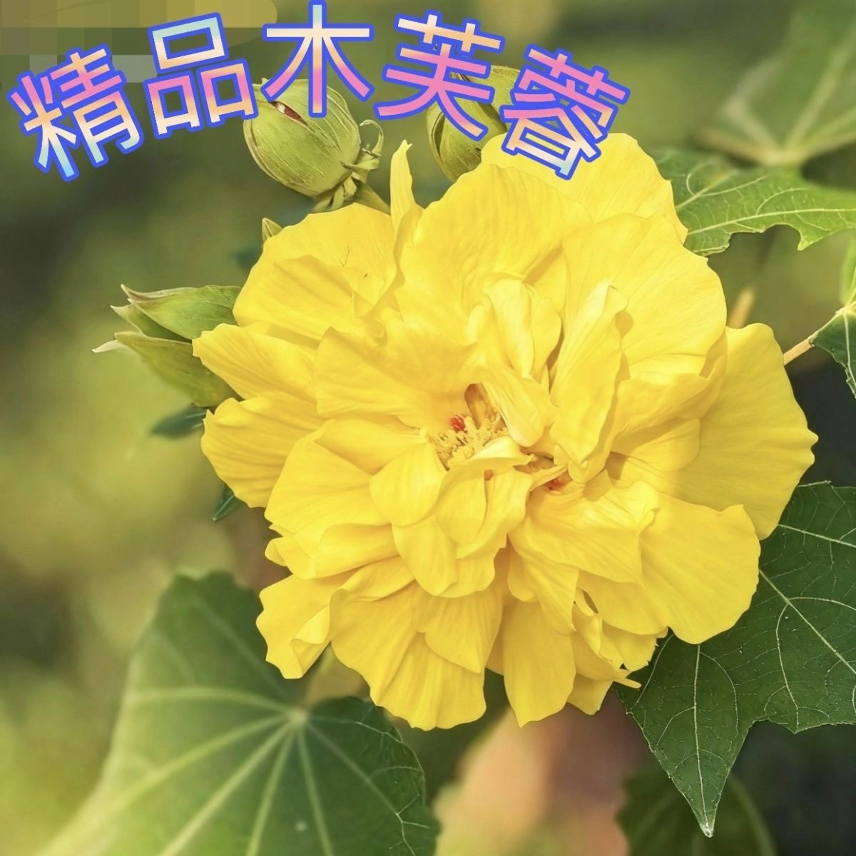 木芙蓉花苗盆栽木本植物室内外阳台庭院爬藤木槿花耐寒花卉