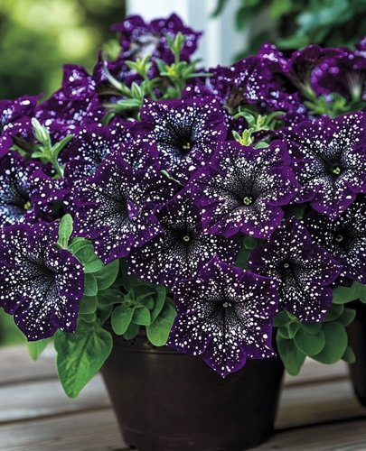 进口大花星空矮牵牛梦幻春季播室内阳台盆栽四季花园易种花卉花籽