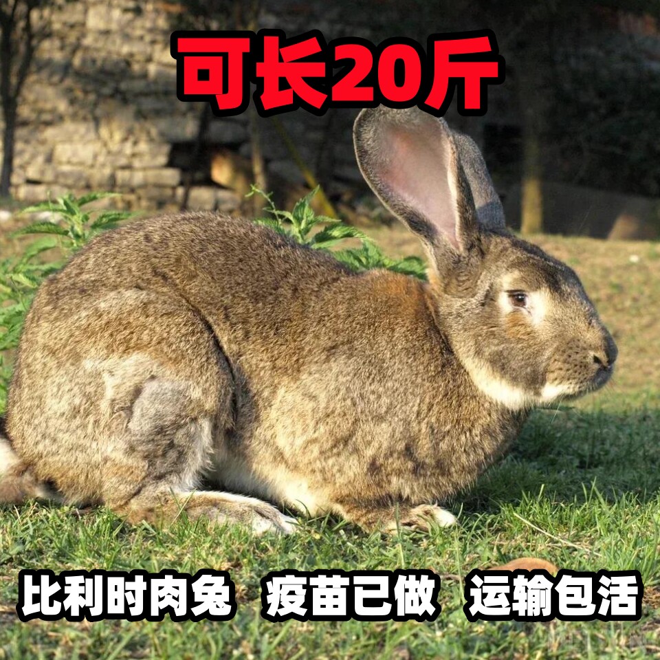 大型肉兔活苗比利时兔子活物公母一对可繁殖食用月月兔大白兔黑兔图片