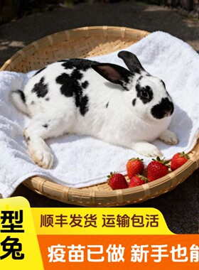 黑花色兔子活物散养家养月月兔大型肉兔子活苗公母一对可食用繁殖