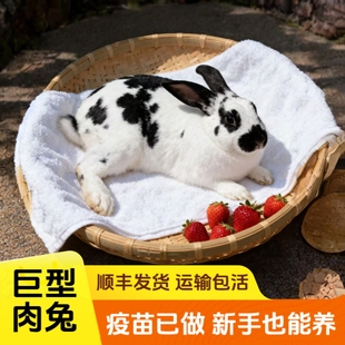 黑花色兔子活物散养家养月月兔大型肉兔子活苗公母一对可食用繁殖
