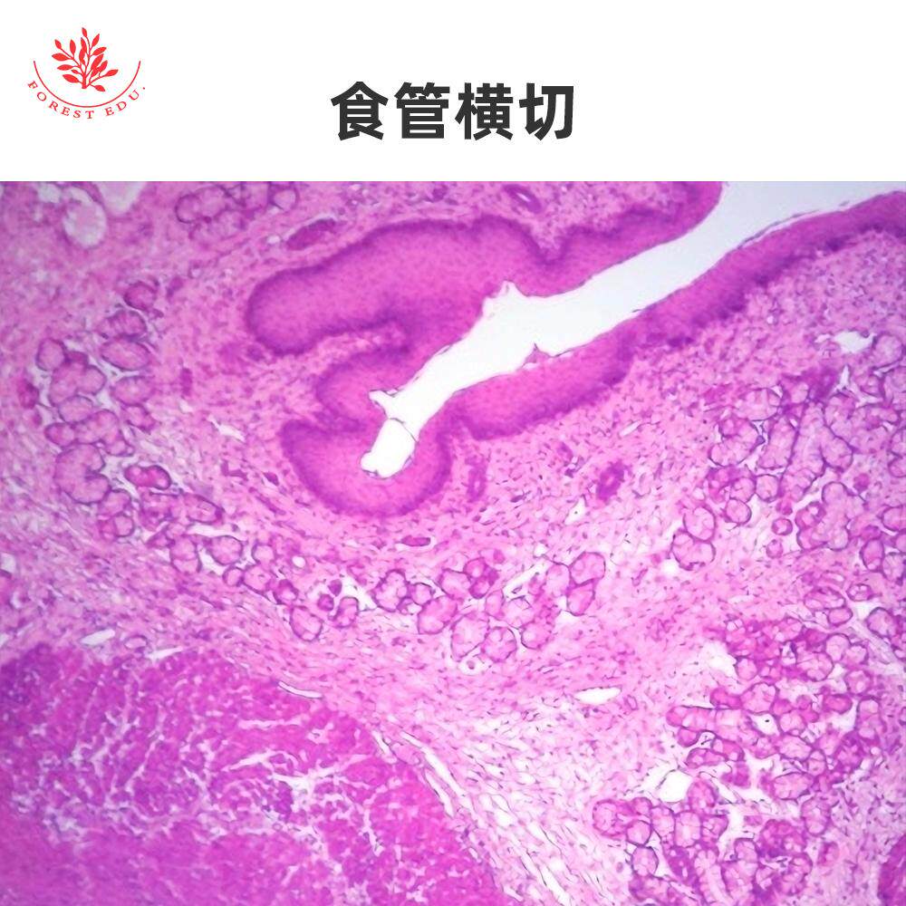 红树林厂家直销生物切片可定制