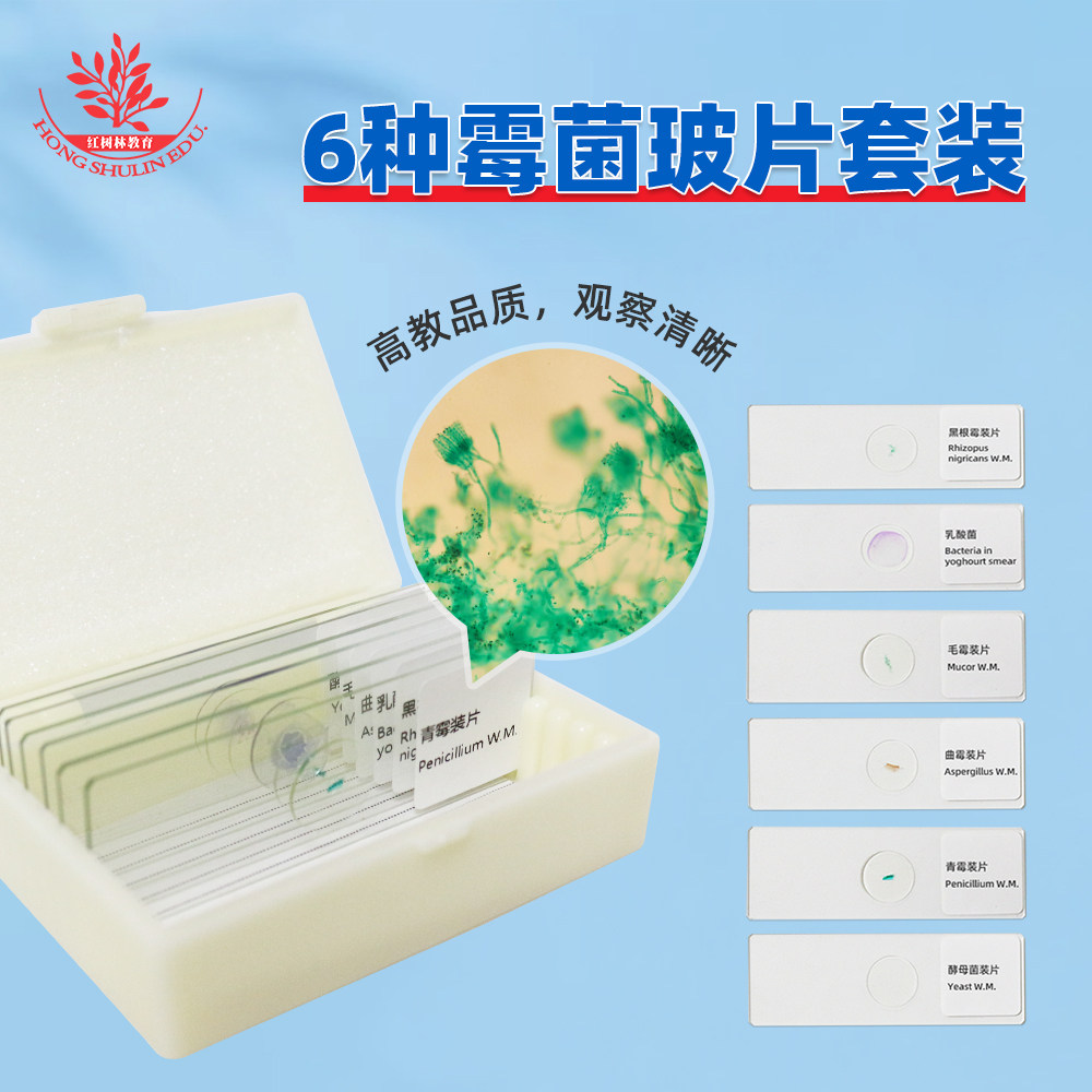 6种霉菌显微镜标本切片青霉曲霉根霉酵母菌毛霉高教品质革兰染色_虎窝淘