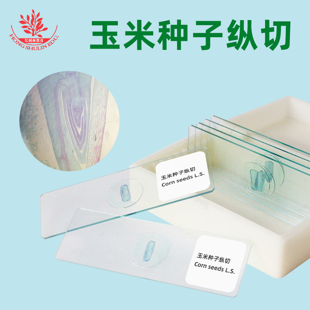 玉米种子纵切中小学生物显微镜装片玻片学生科学实验观察教学仪器