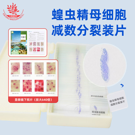 蝗虫精母细胞减数分裂固定装片高中生物型号4338教学同步显微玻片